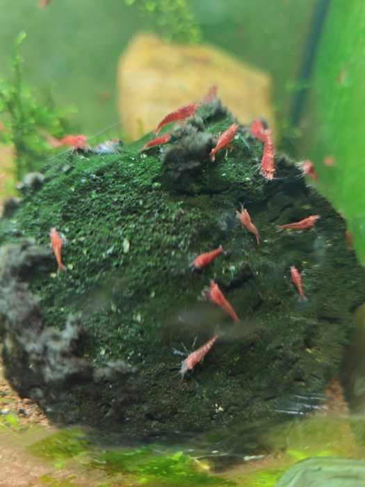 Camarões Neocaridina Red Fire (bem vermelhos)