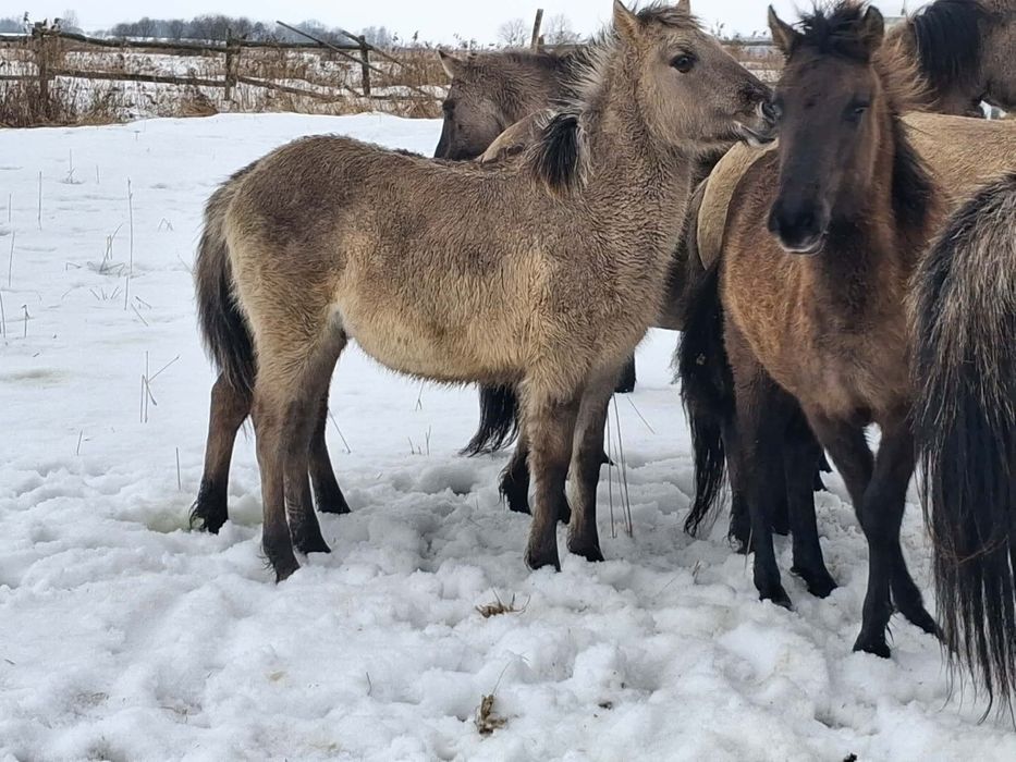 Sprzedam źrebięta konik polski