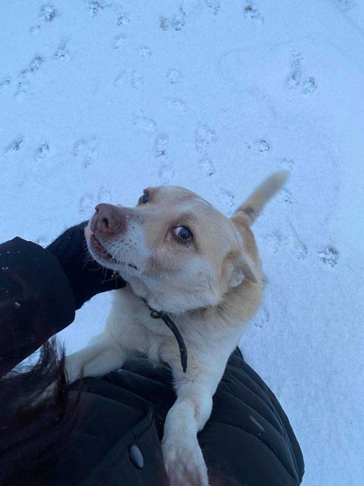 Срочно отдаю собаку "Бим"