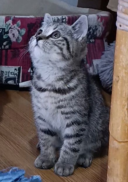 Gatinha Scottish Fold