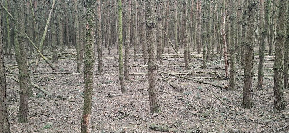 Sprzedam drzewo sosnowe opałowe