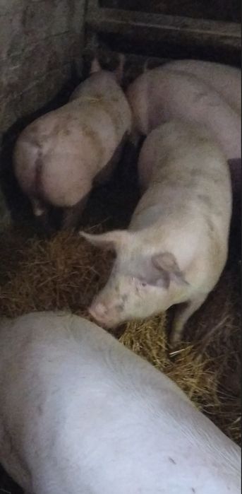 Продам свиней м'ясного напрямку  живою вагою (трьохпородний гібрид)
Се