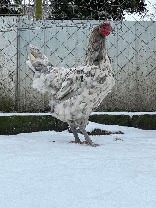 Кури Австралорп голубий/чорний/сплеш