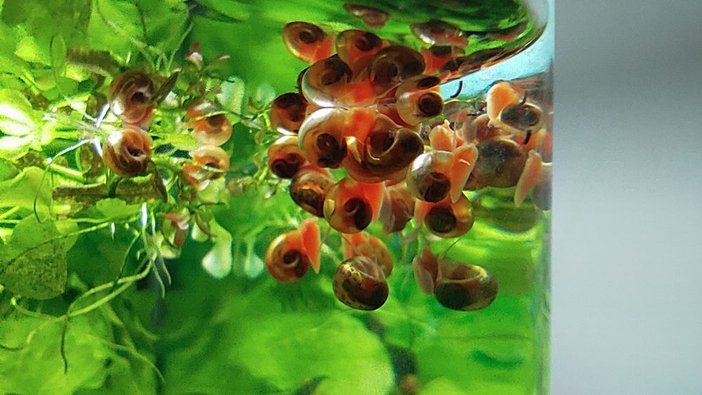 Caracol Planorbis Laranja