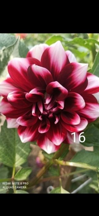 Жоржини на обмін