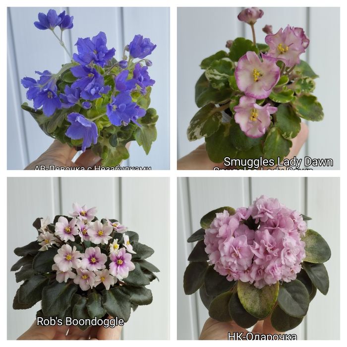 Продам фіалки міні і напівміні