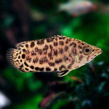 Buszowiec sklep zoologiczny Pawik