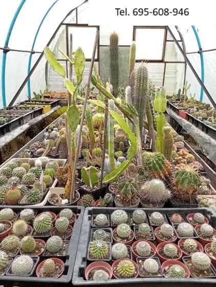 Kaktusy - wyprzedaż