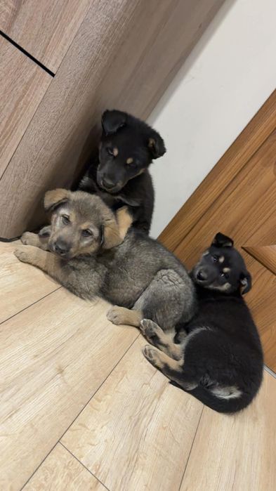 Wydam psiaki w typie Husky