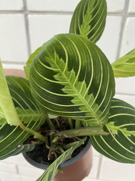 Маранта Лемон Лайм