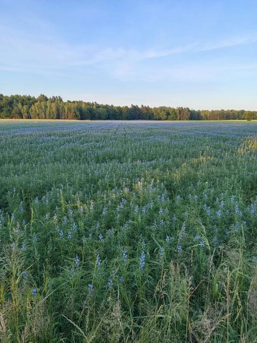 Sprzedam łubin gorzki wąskolistny