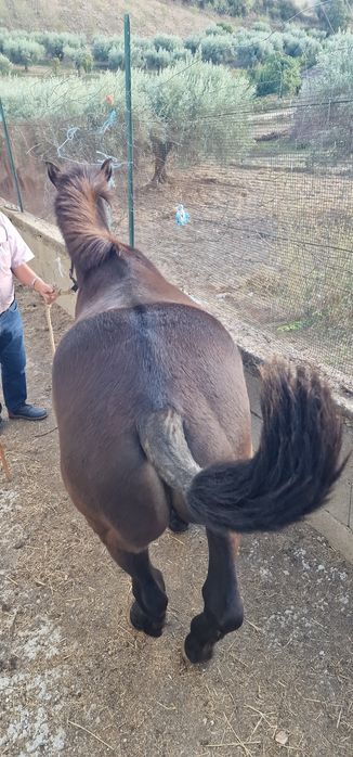 Poldro cruzado de percheron