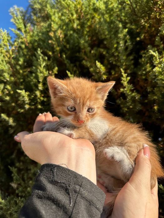 БЕСПЛАТНО отдам котят
