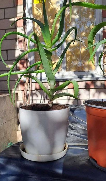 Продам алое лікарський