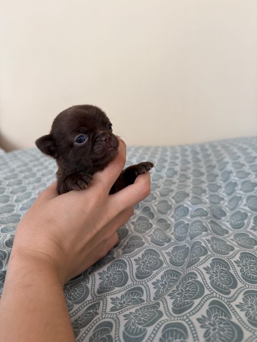 chihuahua krótkowłosa chłopiec xxs do rezerwacji