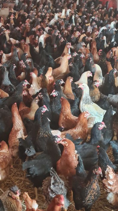 Kury Nioski Młode z pierwszym jajkiem.Kurki z Dowozem.FERMY PILARSCY
