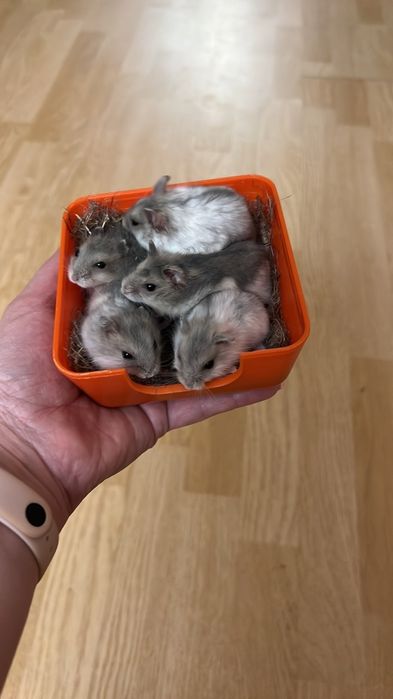 Хом'ячки джунгарики