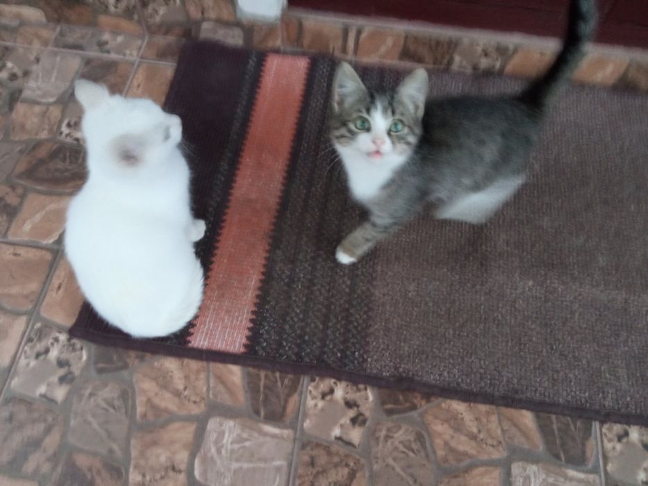 Киця в добрі руки