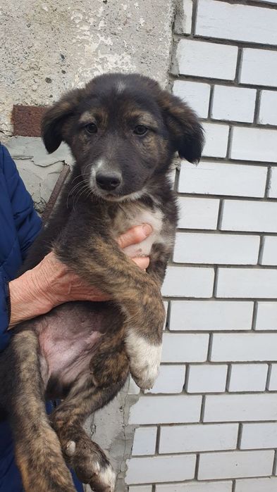 Хлопчики 4 міс. шукають дім