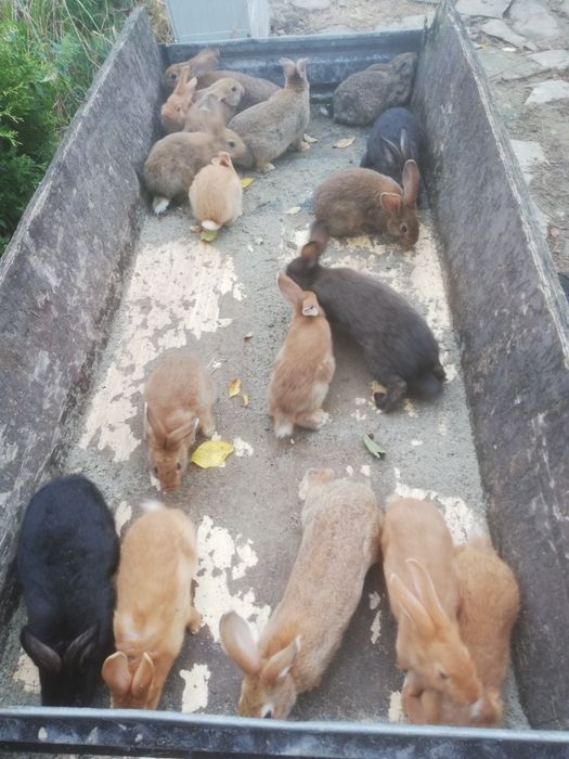 Sprzedam króliki samce i samiczki 35zł szt.