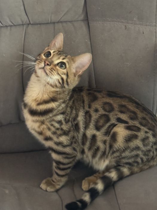 Бенгальские котята