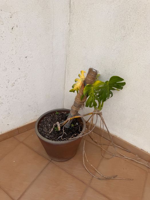 Vaso de Cerâmica de Alta Qualidade + Planta Monstera Deliciosa