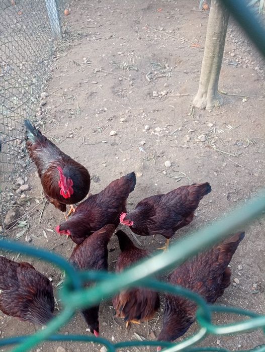 Ovos férteis - rohde island red