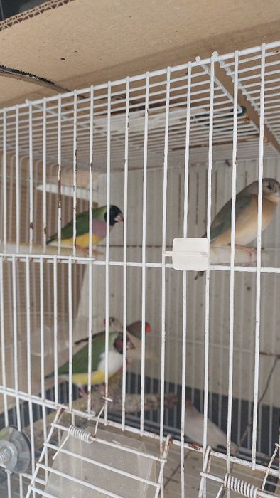 Diamantes Gould crias