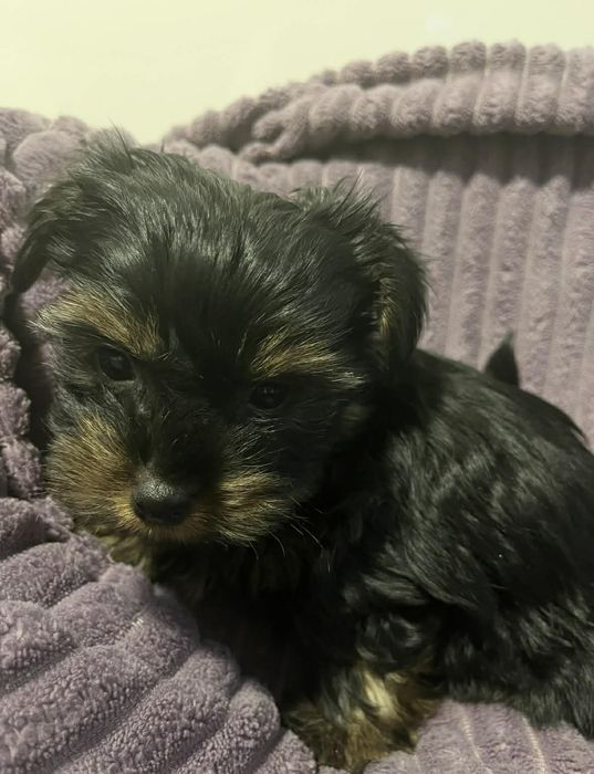 Yorkshire terrier suczka stalowo-zlota