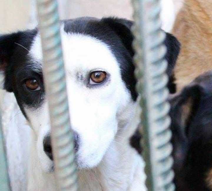 DAMA (Fêmea, 11 Anos) - Para Adoção