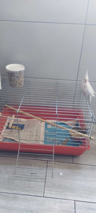Vendo Caturra macho (Albino).