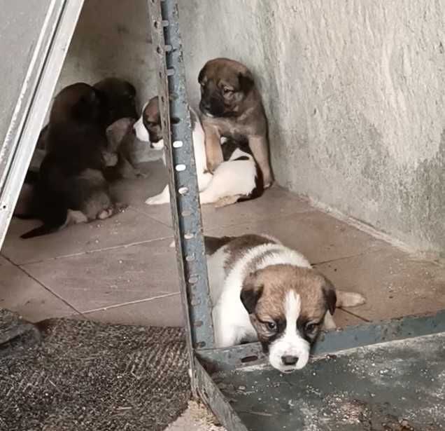 Doa-se filhote de cão porte Grande