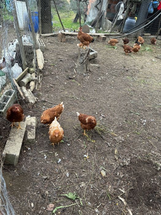 Ovos caseiros e biológicos