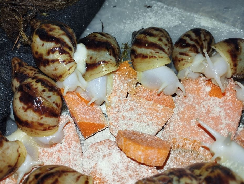 Ахатина Ретекулята Альбіно