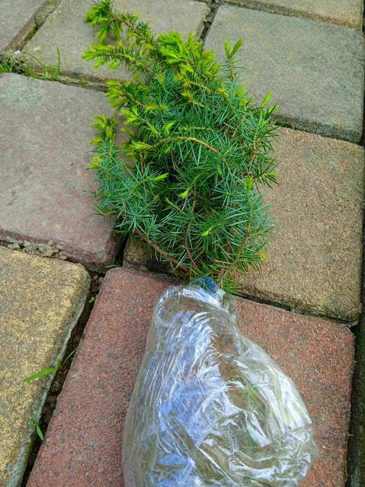 Папоротник 3 види ( Волжанка, Астильба,Щитовник))