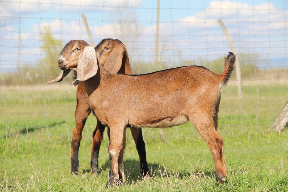 Англо Нубійські козочки
