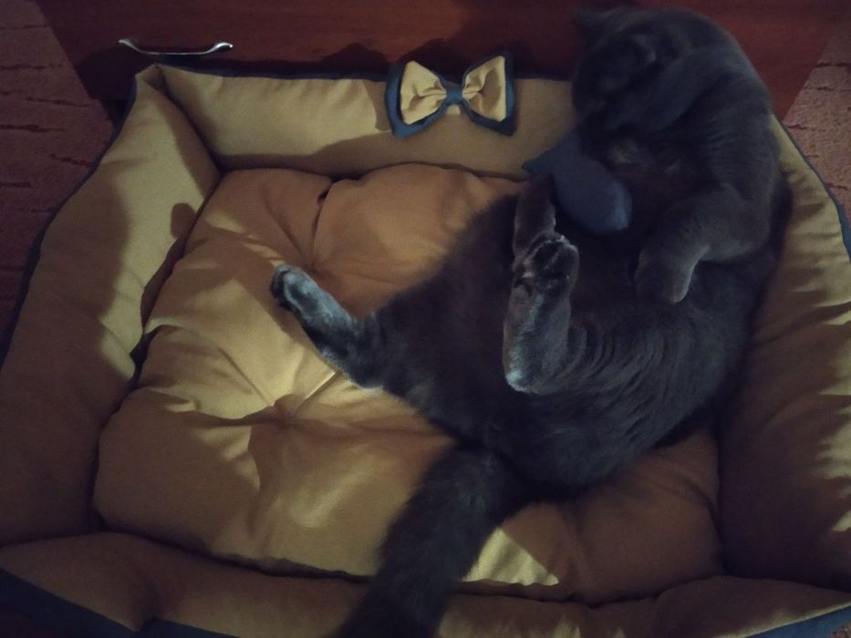 Лежанка для собаки кота лежак автокресло для собак