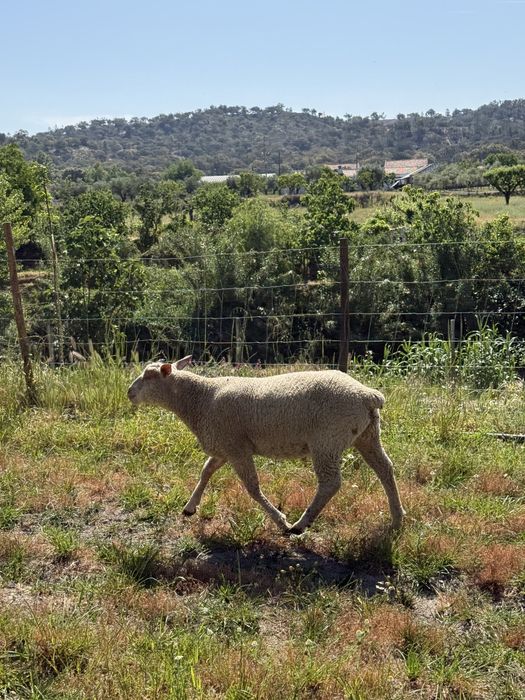 Macho Charolês com 3 meses disponível