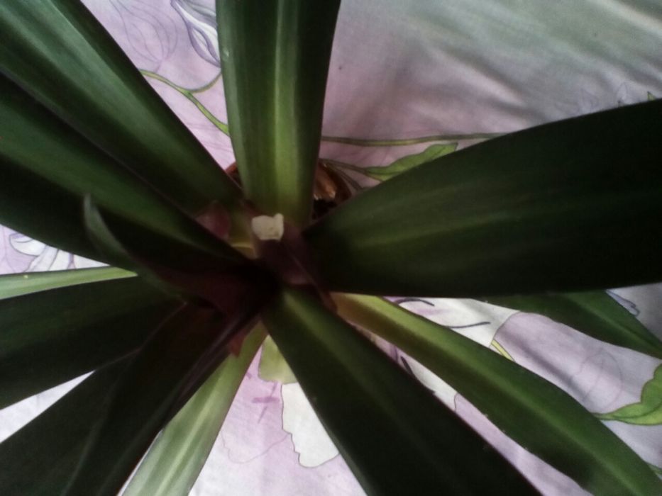 Цветок комнатный Рео