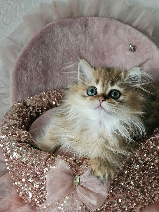 Золотая британская шиншилла кот котята котик хлопчик кіт