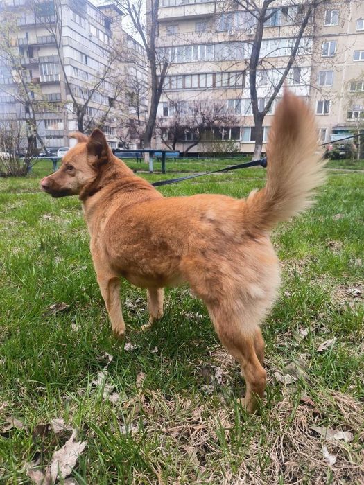 Ідеальна собачка в пошуку родини