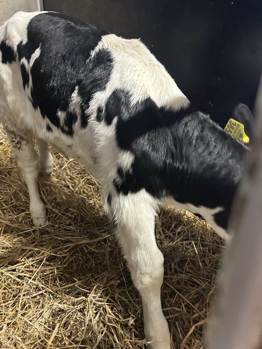 Sprzedam byczka dwutygodniowego