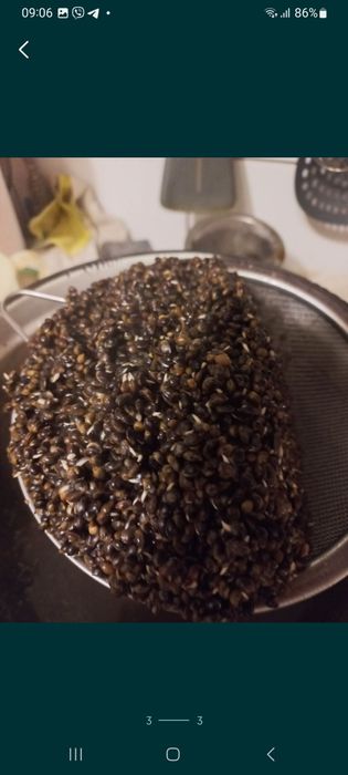 Ненаркотична технічна конопля . Для карпової ловлі. ВРОЖАЙ 2025р