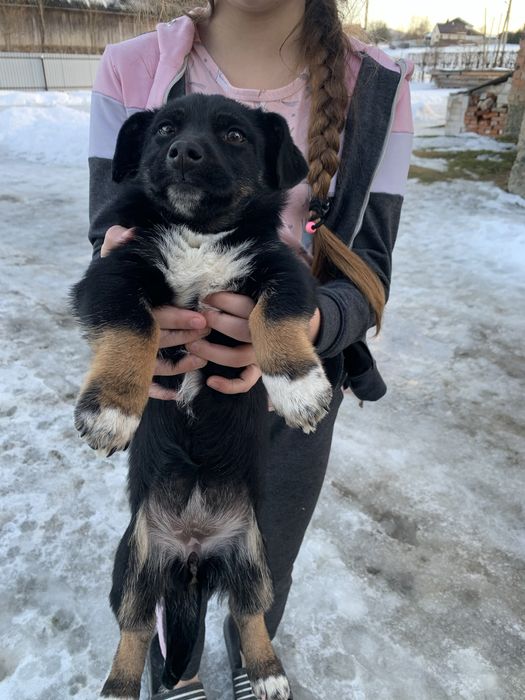 Безкоштовно щенят