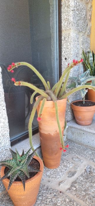 Vende-se cactos!