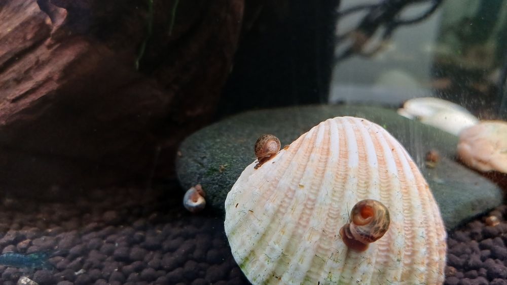 Guppy (alevins) e caracois