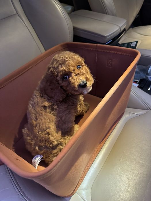 Цуценя пудель (дівчинка)