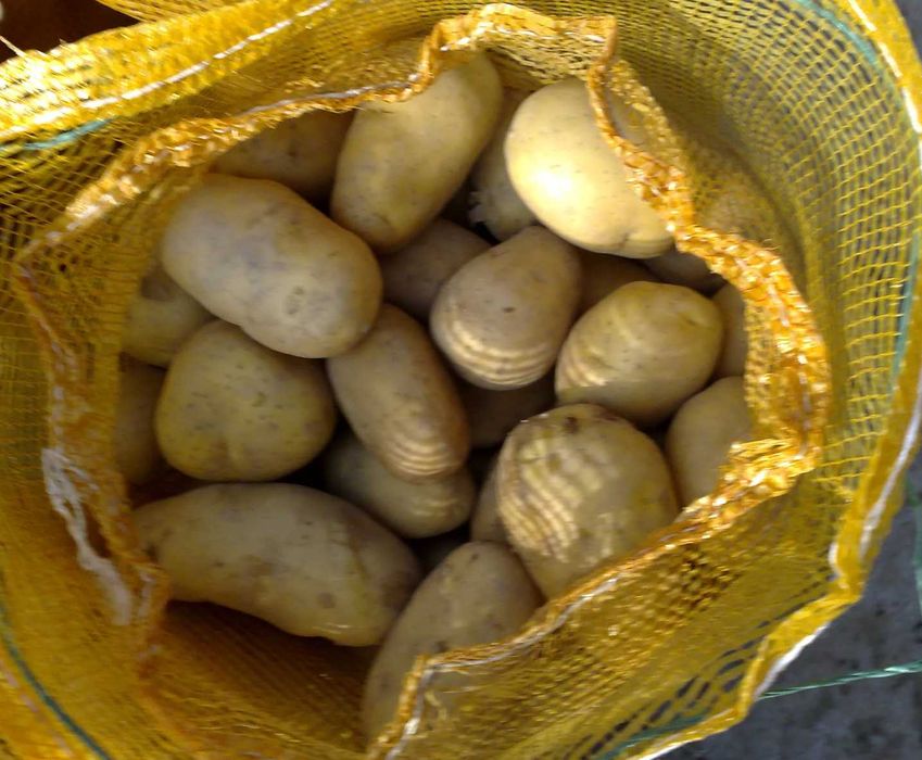 Batatas de qualidade