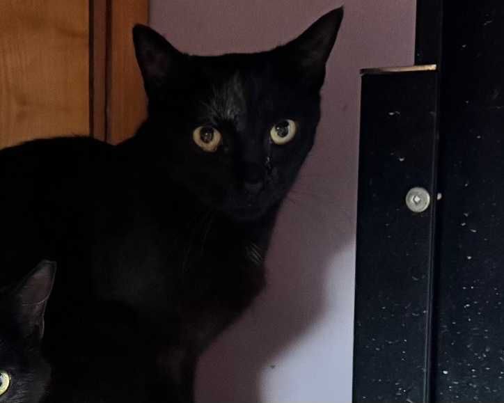 Wrażliwa Iskra szuka domu- kotka do adopcji