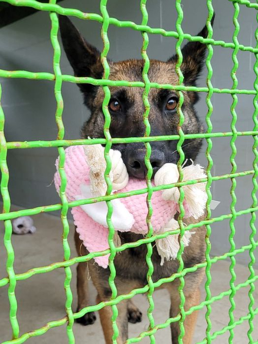 Suczka w typie owczarka belgijskiego szuka domu / do adopcji